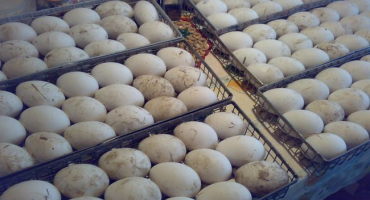 Jak inkubovat husí vejce?